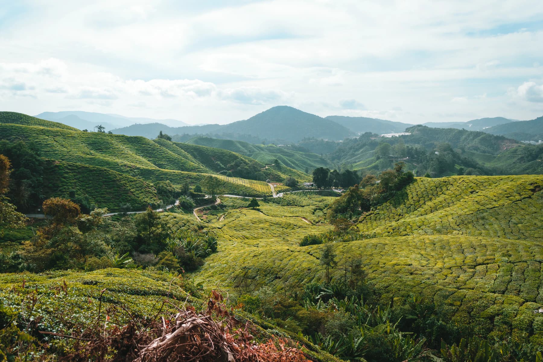 Tea-covered hills in Cameron Highlands